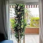 Palm Tree View * 산타 폴라