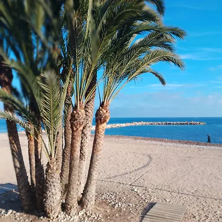 Palm Tree View