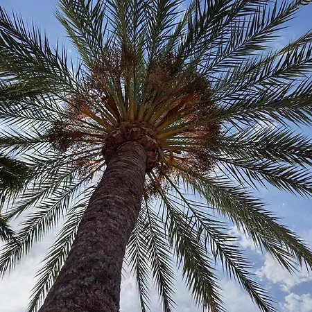 Palm Tree View Santa Pola