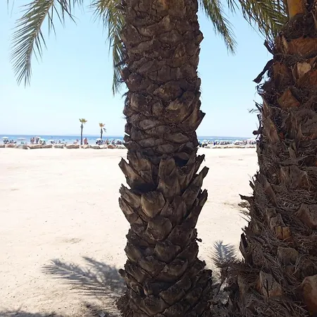 Appartement Palm Tree View