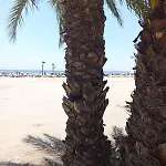 דירה Palm Tree View