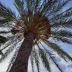 Palm Tree View Santa Pola