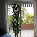 Palm Tree View